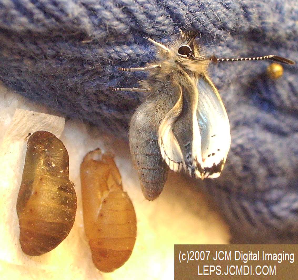 Philotes sonorensis (Sonoran Blue) life cycle images from jcmdi.com
